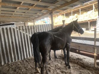 мейн кун бишкек питомник lyubushka купить котенка цена фото: Ушул эркэк тайлар сатылат 1 жарым жаш 110дон сурап атам lalafo.kg да мейн кун бишкек питомник lyubushka купить котенка цена фото: Ушул эркэк тайлар сатылат 1 жарым жаш 110дон сурап атам