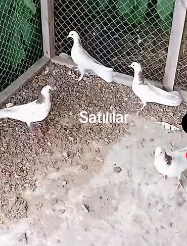 quşqonmaz qiyməti: 4 denesi 250 azn sagʻlam quşdardı damzdiǧ 2 side hemsin quşdarin — 1