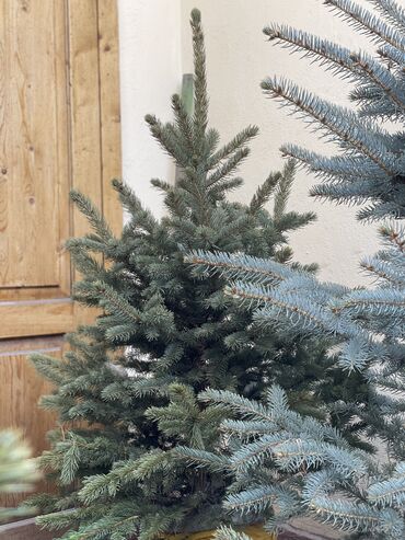 Декоративные деревья: Продаются елки🌿🌲 От 60 до 160см. С хорошим комом. Идеально подойдет at lalafo.kg — 6 Декоративные деревья: Продаются елки🌿🌲 От 60 до 160см. С хорошим комом. Идеально подойдет — 6