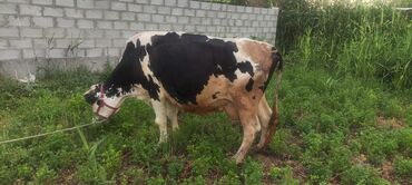 где можно купить телят симментальской породы: Сатам | Уй (ургаачы) | Голштин | Сүт алуу үчүн, Көбөйтүү үчүн | Асыл тукумдуу, Бооз, Жасалма уруктандырылган