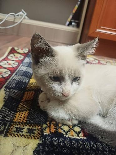 нужна кошка: Отдадим в хорошие руки 🤝 Котёнок активный и любопытный малыш. есть — 7