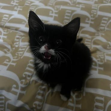 новорожденные котята: К лотку приучена, идет в комплекте. Так же идет в комплекте с кормом — 3