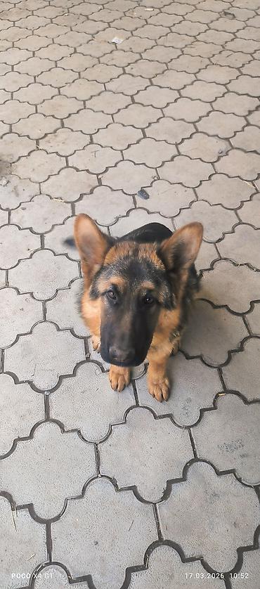 Продажа собак: Щенок немецкой овчарки Продаётся чистопородный щенок Немецкой — 7