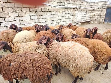 Qoyunlar, qoçlar: Satılır: Qoyun sürüsü - Növ: yerli xalı/xar (uzunquyruq, yağlı — 5