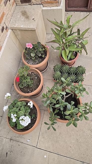 bezek bitkileri haqqinda melumat: Otaq və balkon üçün saksı bitkiləri dəsti 6 li destimiz endirmde — 2