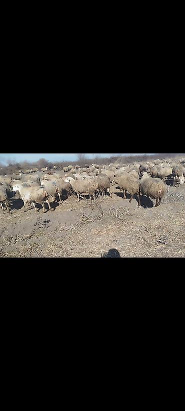 Qoyunlar, qoçlar: Dişi, il: 1, 50 kq, Damazlıq, Ünvandan götürmə -da lalafo.az — 1 Qoyunlar, qoçlar: Dişi, il: 1, 50 kq, Damazlıq, Ünvandan götürmə — 1