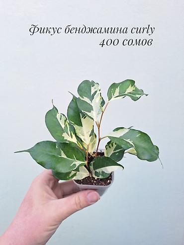 саженцы инжир: 🪴 Фикусы разных сортов в продаже. 🌿 Названия сортов и цены указаны на — 4