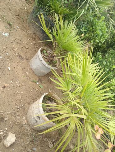 Landşaft işləri: Dekarativ bitgilerin satişi
xan cinar
ekvalit
zeytun — 26