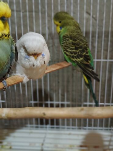 Tutuquşları: Salam 2ayliq çexlər və hazır çexlər satılır. Rəngləri çox gözəldi və — 1