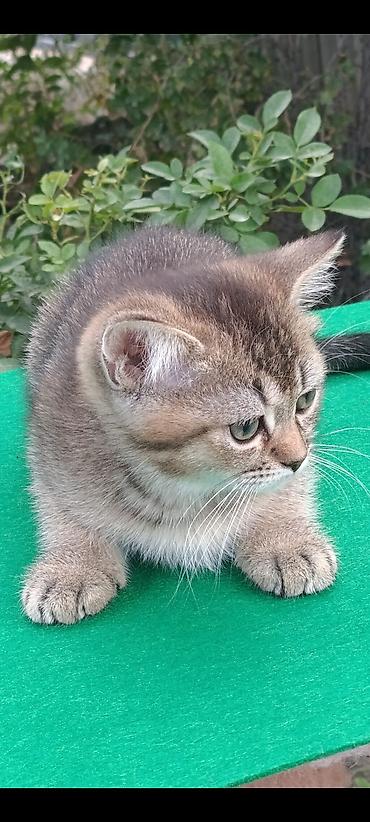 сиамская кошка: Скотиш Страйт (Шотландская прямоухая), 2 месяца, Мальчик, Золотая шиншилла, Приучена к лотку, Проглистована — 4