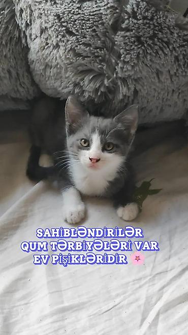 sumqayitda it satisi: Dişi, Erkək, Yaxşı əllərə, Ünvandan götürmə — 1