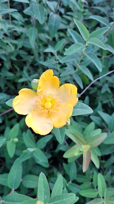 kok: Bitki: Hypericum calycinum (sarı çiçəkli zemlespolzuyuşçi/“Yalancı — 1
