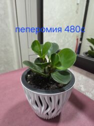 аквариум с крышкой: Комнатные растения в горшках: - Каланхоэ, бегония тигровая