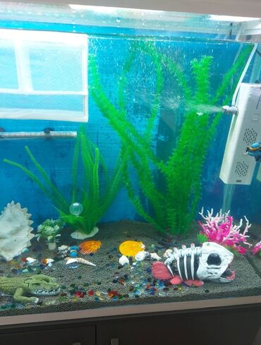 Akvariumlar: Dördbucaq akvarium, Boş, 192 l, Ünvandan götürmə lalafo.az -da Akvariumlar: Dördbucaq akvarium, Boş, 192 l, Ünvandan götürmə