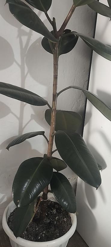 фикусы: Фикус эластика (Ficus elastica, «Каучуконосный»), комнатное дерево в — 1