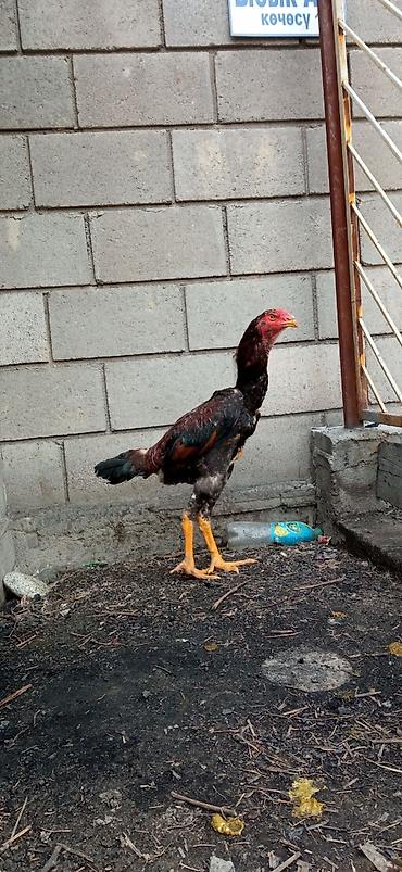 Птицы: На продажу два петушка дакан хороших кровей — 5