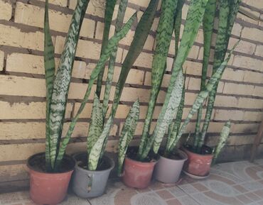 sansevieria gulu: Dibçeksiz adi qabda 5 manat. Dibçəkdə 10 manat .Sansevieria zeylanica