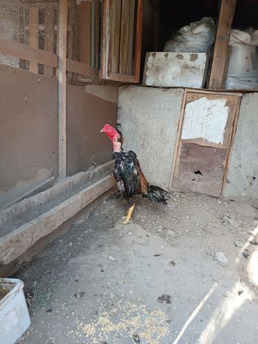 Xoruzlar: Heyratilar satilir tergidirem deye ne heyvanim var hamsini satiram her -da lalafo.az — 4 Xoruzlar: Heyratilar satilir tergidirem deye ne heyvanim var hamsini satiram her — 4