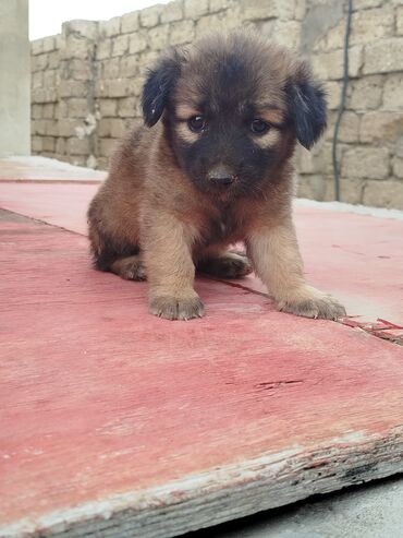 звонок: Zvonok, 1 ay, Dişi