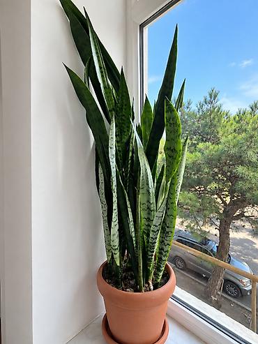 otaq studiya: Iri ölçülü otaq bitkisi - Növ: Sansevieria trifasciata (Qaynanadili) — 2