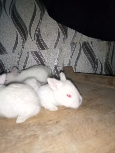 Dovşanlar: Ağ tüklü dovşan balaları.anasi atasi hamsi biryerde satilir.anasi — 6