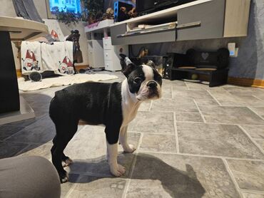 Psi: Na prodaju štenci rase BOSTON TERIJER, prekrasnih, zdravih roditelja na lalafo.rs — 24 Psi: Na prodaju štenci rase BOSTON TERIJER, prekrasnih, zdravih roditelja — 24