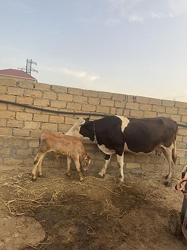 Balalı inək inek Simmental inək satılır. Çox iri hryvandır. Diri