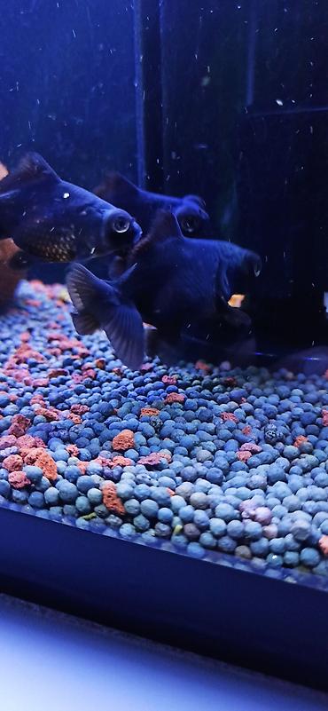 glofish balığı: Qızıl balıq, Sülhsevər — 3