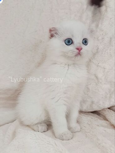 кошка сервал: Скотиш Страйт (Шотландская прямоухая), 2 месяца, Мальчик, Белый, Приучена к лотку, Проглистована
