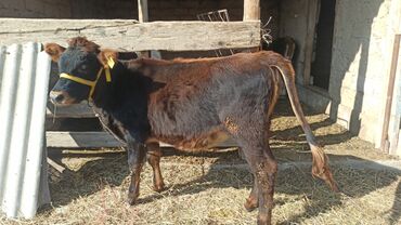 срочно продаю в связи с переездом: Продаю | Музоо, торпок | На откорм