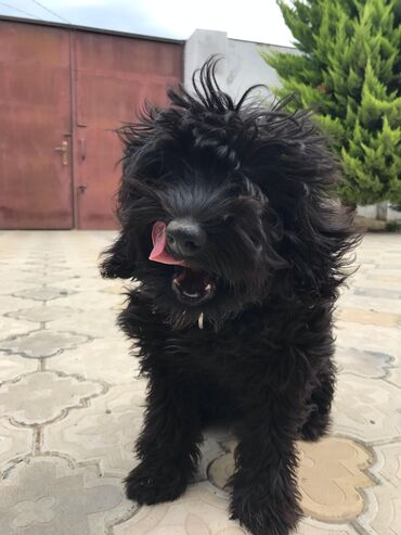 pitbul balası: Pudel, 8 ay, Dişi, Peyvəndli, Ünvandan götürmə