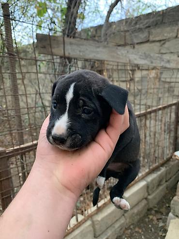 одежда для собак в баку: Amstaff/Pitbull penvendli 1 ayliq 4 dişi 4 erkek Şəkillərdə balaca — 6