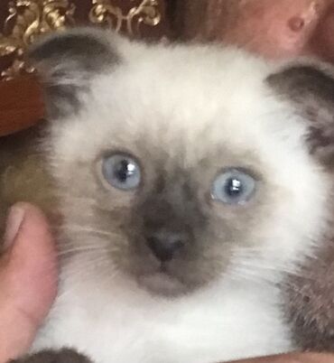котята породистые купить: Мама сиям папа сиям веслоухий редкой пароды 45 дней к лотку преучин