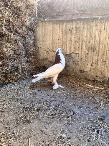 Göyərçinlər: Məhsul: Qanadlı ev heyvanı – saqqallı, lələkləri ayaqlı bəzəkli — 3