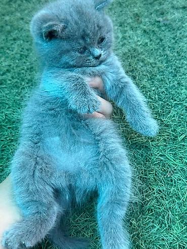 мышык парода: Пухлый серый котёнок с короткой, густой плюшевой шерстью. Окрас — 3