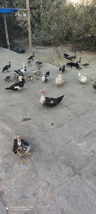 Сельхозптицы: Muscovy Lal ördəklər (indoutka) – yaşlı və bala qarışıq sürü - Cins — 4