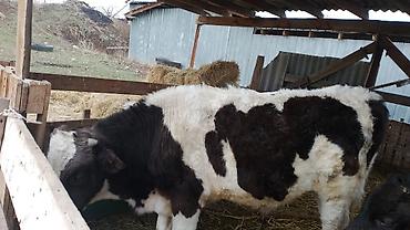 Коровы, быки: Продаю | Бык (самец) — 2