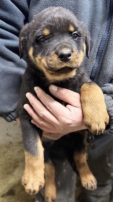 Продажа собак: Ротвейлер, 2 месяца, Самец, С родословной — 2