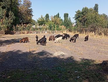 цена пони: Продаю | Коза (самка), Козёл (самец), Козлёнок | Полукровка, Зааненская | На забой, Для разведения, Для молока | Племенные, Осеменитель — 4