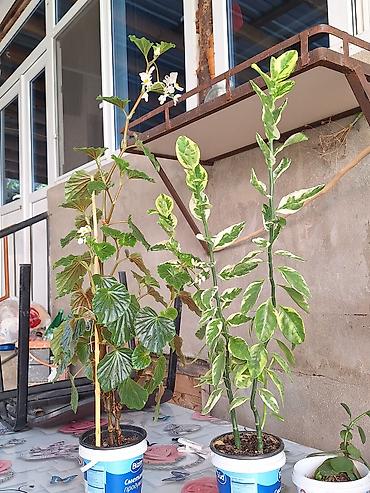 xoruz otu bitkisi: Böyük qapalı bitki və sükulent dəsti - Begonia maculata (benekli — 4