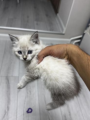 котята беловодск: Сиамская, 3 месяца, Девочка, Белый, Приучена к лотку — 1