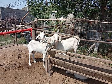 Козы, козлы: Продаю | Коза (самка) | Для молока | Племенные — 11