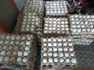 Птицы: Инкубационные яйца на инкубатор Адлер серебристый