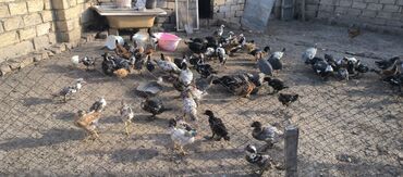 Tərəvəzlər: 50 cüce və 50 ördek 5 aylıq cüceler 12 azn 7 aylıq ördek 20 azn 5