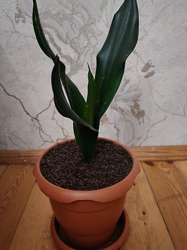 Otaq bitkiləri: Sansevieria gülü - Növ: Sansevieria trifasciata (Qaynanadili) - — 2