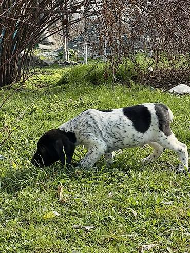 Продажа собак: Продаются щенки курцхаара. Дата рождения: 12 января 2026 г. Порода — 14