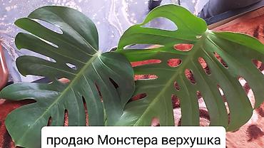 болгарка 180 цена бишкек: Продаю цветы — 5