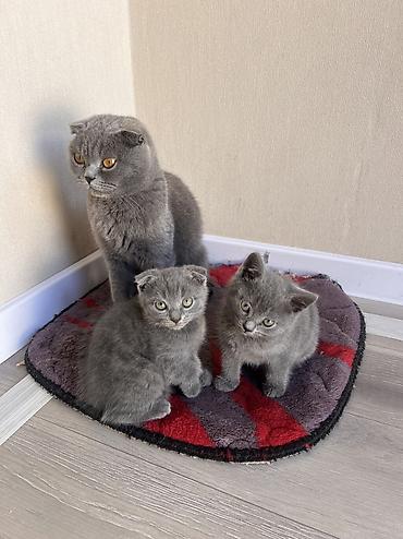 Продажа кошек: 🐾 Продаются милые котята! 🐾 Ищут заботливых хозяев 3 котёнка: 🤍 2 — 3