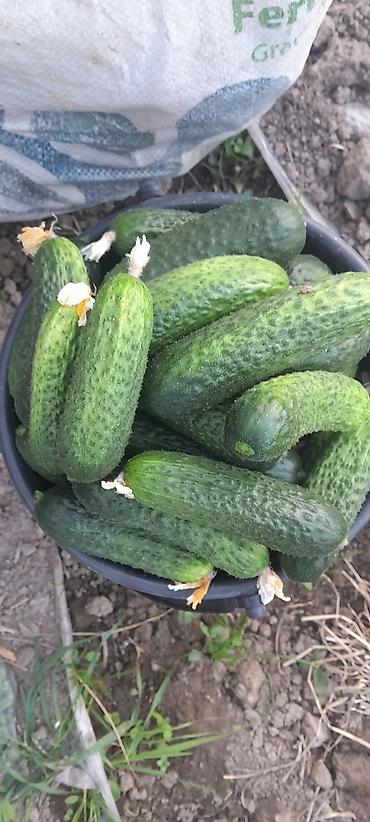 продаю кукурузы: Огурцы — 2