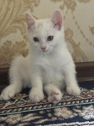 коты белый: Белоснежный котёнок с загнутыми ушками - Окрас: полностью белый — 8